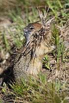 Columbian Ground Squirrel (Spermophilus columbianus) carrying grass for bedding, Glacier National Park, Montana