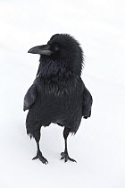 Common Raven (Corvus corax) in snow, western Alberta, Canada