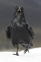 Common Raven (Corvus corax) walking in snow, western Alberta, Canada
