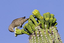 Curve-billed Thrasher (Toxostoma curvirostre) feeding on Saguaro (Carnegiea gigantea) cactus flower, southern Arizona