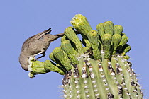 Curve-billed Thrasher (Toxostoma curvirostre) feeding on Saguaro (Carnegiea gigantea) cactus flowers, southern Arizona