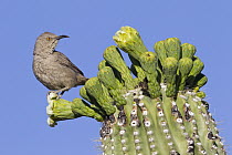 Curve-billed Thrasher (Toxostoma curvirostre) on Saguaro (Carnegiea gigantea) cactus flowers, southern Arizona