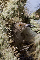Curve-billed Thrasher (Toxostoma curvirostre) in nest cavity in cactus, southern Arizona