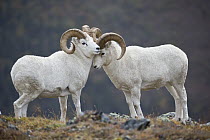 Dall's Sheep (Ovis dalli) rams posturing, central Alaska