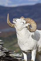 Dall's Sheep (Ovis dalli) ram flehming, central Alaska