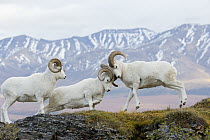 Dall's Sheep (Ovis dalli) rams fighting, central Alaska