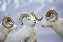Dall's Sheep (Ovis dalli) rams posturing, central Alaska