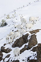 Dall's Sheep (Ovis dalli) ewes and lambs during snowfall, central Alaska