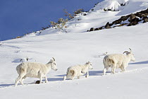 Dall's Sheep (Ovis dalli) ewes and lamb in snow, central Alaska