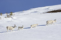 Dall's Sheep (Ovis dalli) ewes and lambs in snow, central Alaska