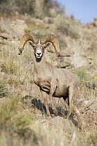 Desert Bighorn Sheep (Ovis canadensis nelsoni) ram, southern Nevada