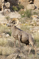 Desert Bighorn Sheep (Ovis canadensis nelsoni) ram, southern Nevada