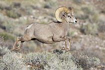 Desert Bighorn Sheep (Ovis canadensis nelsoni) ram running, southern Nevada