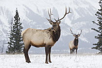 Elk (Cervus elaphus) bulls in winter, western Canada