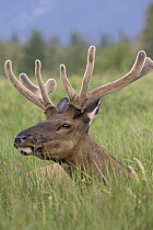 Elk (Cervus elaphus) bull, western Canada