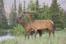 Elk (Cervus elaphus) young bulls play-fighting, western Canada
