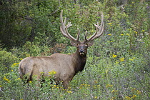 Elk (Cervus elaphus) bull, western Montana