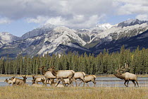 Elk (Cervus elaphus) bull and harem of females and calves along river, Athabasca River, western Canada