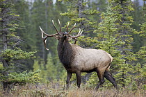 Elk (Cervus elaphus) bull smelling air, western Canada