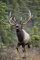 Elk (Cervus elaphus) bull bugling, western Canada