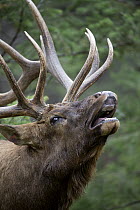 Elk (Cervus elaphus) bull flehming, western Canada