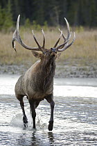 Elk (Cervus elaphus) in territoral display, western Canada