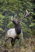 Elk (Cervus elaphus) bull rubbing tree during rut, western Canada