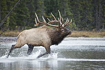 Elk (Cervus elaphus) bull running through river, western Canada