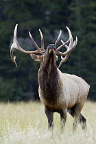 Elk (Cervus elaphus) bull in territoral display, western Canada