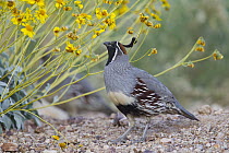 Gambel's Quail (Callipepla gambelii) male, southern Nevada