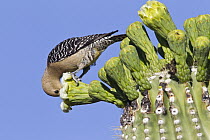 Gila Woodpecker (Melanerpes uropygialis) feeding on Saguaro (Carnegiea gigantea) cactus flower, southern Arizona