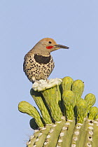 Gilded Flicker (Colaptes chrysoides), southern Arizona