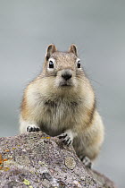 Golden-mantled Ground Squirrel (Callospermophilus lateralis) on rock, western Canada