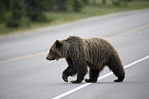 Grizzly Bear (Ursus arctos horribilis) crossing highway, western Alberta, Canada