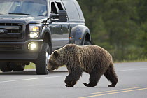 Grizzly Bear (Ursus arctos horribilis) crossing highway, western Alberta, Canada