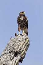 Harris' Hawk (Parabuteo unicinctus) juvenile, southern Arizona