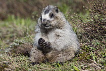 Hoary Marmot (Marmota caligata), western Montana
