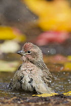 House Finch (Carpodacus mexicanus) bathing, northwest Montana