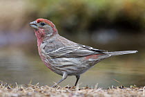 House Finch (Carpodacus mexicanus) male at pond, western Montana
