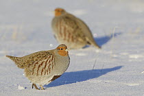 European Partridge (Perdix perdix) pair in snow, central Montana