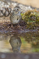 Lincoln's Sparrow (Melospiza lincolnii) at pond, North America