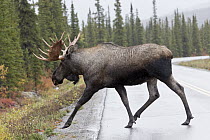 Moose (Alces alces) bull crossing highway, central Alaska