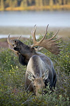 Moose (Alces alces) bull flehming to see if female is in heat, central Alaska