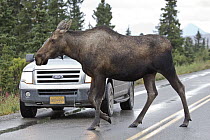 Moose (Alces alces) female crossing highway, central Alaska