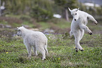 Mountain Goat (Oreamnos americanus) kids playing, western Montana