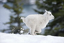Mountain Goat (Oreamnos americanus) kid running in snow, western Montana