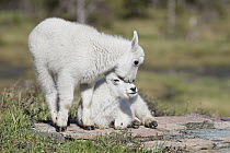 Mountain Goat (Oreamnos americanus) kids nuzzling, western Montana
