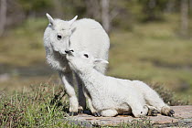 Mountain Goat (Oreamnos americanus) kids nuzzling, western Montana