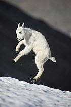 Mountain Goat (Oreamnos americanus) kid playing in snow, Glacier National Park, Montana