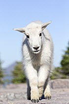 Mountain Goat (Oreamnos americanus) kid, western Montana